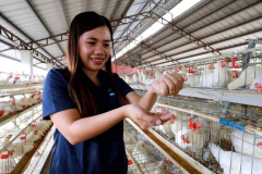 feed-formulation-for-poultry